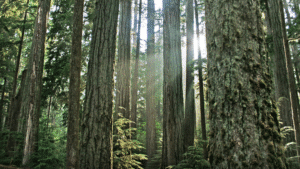 Choosing the right log stacker in BC